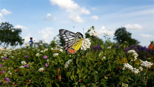  #ECO | Χρωματιστοί δείκτες ποιότητας των πάρκων Θεσσαλονίκης & Αθήνας οι Πεταλούδες