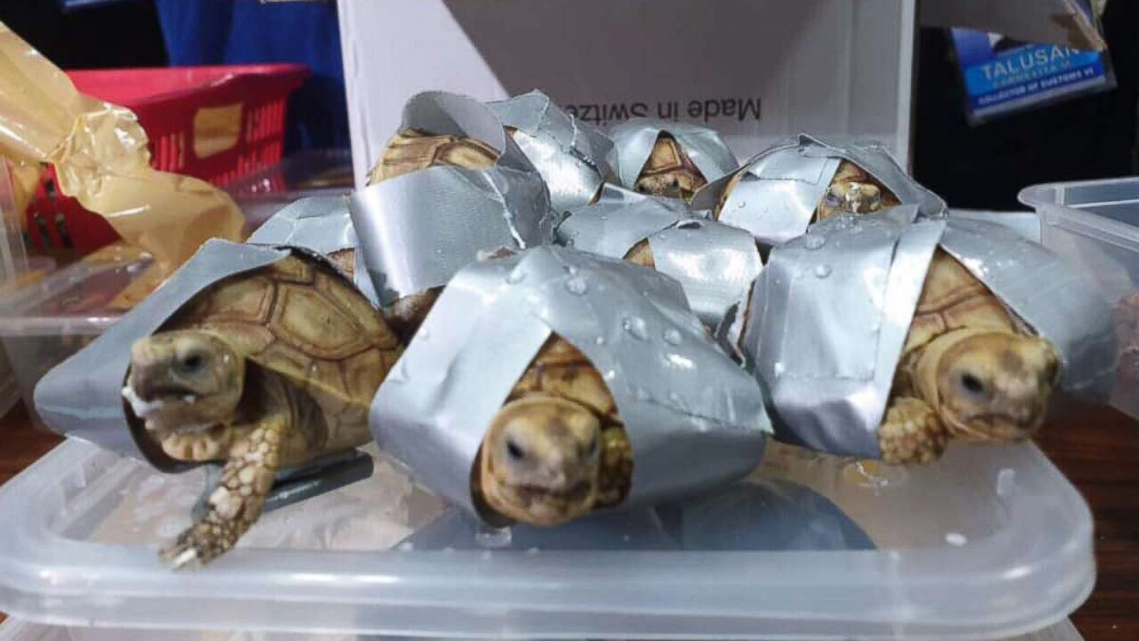  Φιλιππίνες | 1.500 σπάνια χελωνάκια τυλιγμένα με μονωτική ταινία σε αποσκευές!