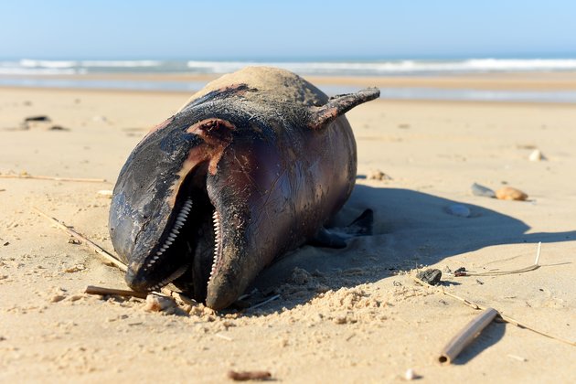  Γαλλία: 1.100 δελφίνια έχουν ξεβραστεί νεκρά στις ακτές μέσα σε 3 μήνες