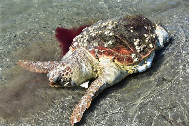  Πάνω από 600 νεκρές θαλάσσιες χελώνες κάθε χρόνο στις Ελληνικές Θάλασσες