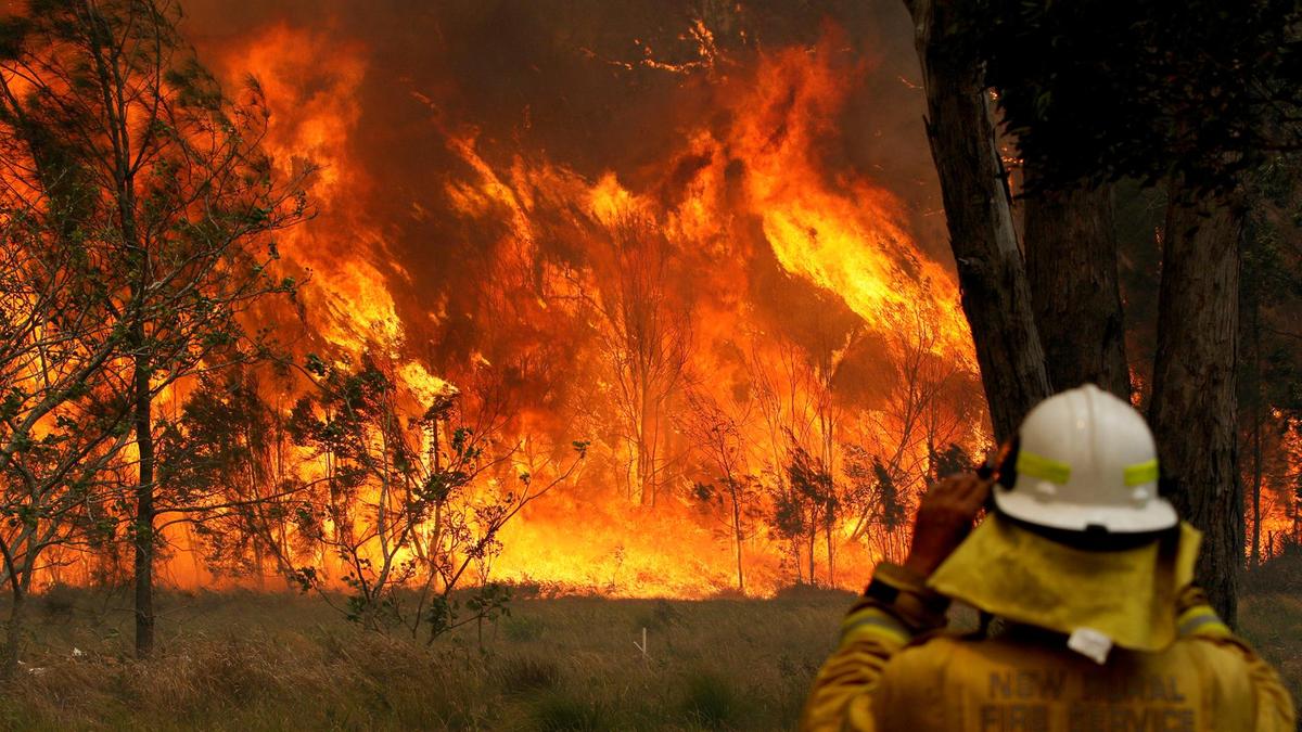  #Αυστραλία | 350 κοάλα νεκρά από τις φωτιές