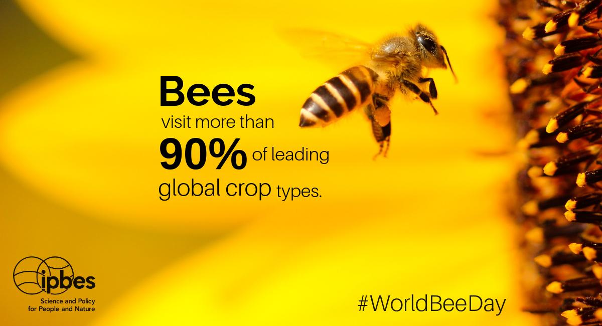  20 Μαΐου | Παγκόσμια Ημέρα Μέλισσας: Όλοι εξαρτώμαστε από την επιβίωσή της