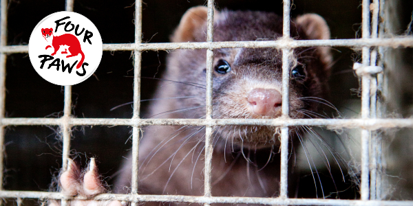  #OUTLANDERS | End the cruel and deadly fur trade, before it causes the next pandemic