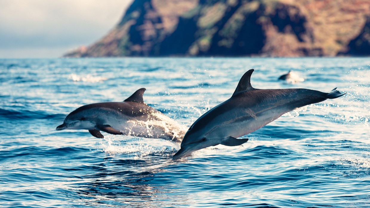  WWF | 10 πράγματα που δεν γνωρίζουμε για τα δελφίνια – Πώς τα προστατεύουμε