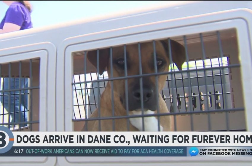  Story2Tell | 100 σκυλιά πετούν από το Τέξας στο Ουϊσκόνσιν, να βρουν νέο σπίτι