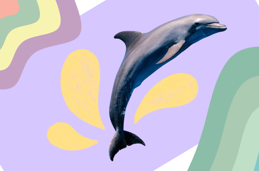  Δελφίνια «φωνάζουν» για να αντισταθμίσουν την ανθρωπογενή ηχορύπανση