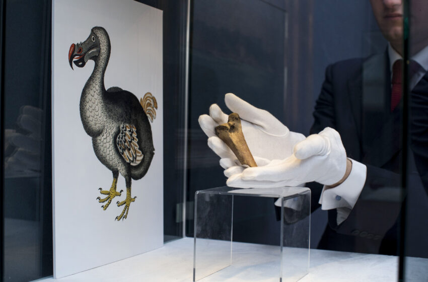  Dodo | To ιστορικό πτηνό που εξαφανίστηκε τον 17ο αιώνα, θα “ξεπαγώσουν” επιστήμονες