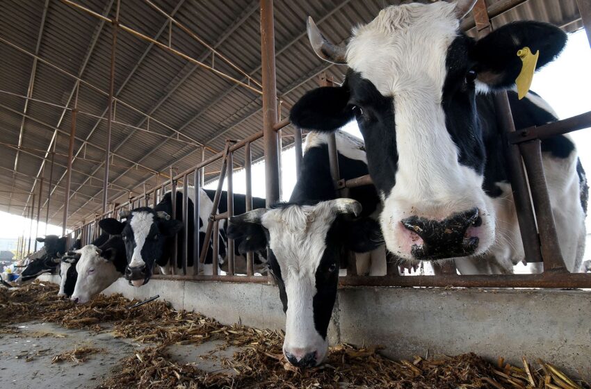  Κλωνοποιημένες «σούπερ αγελάδες» στην Κίνα παράγουν υψηλή ποσότητα γάλακτος