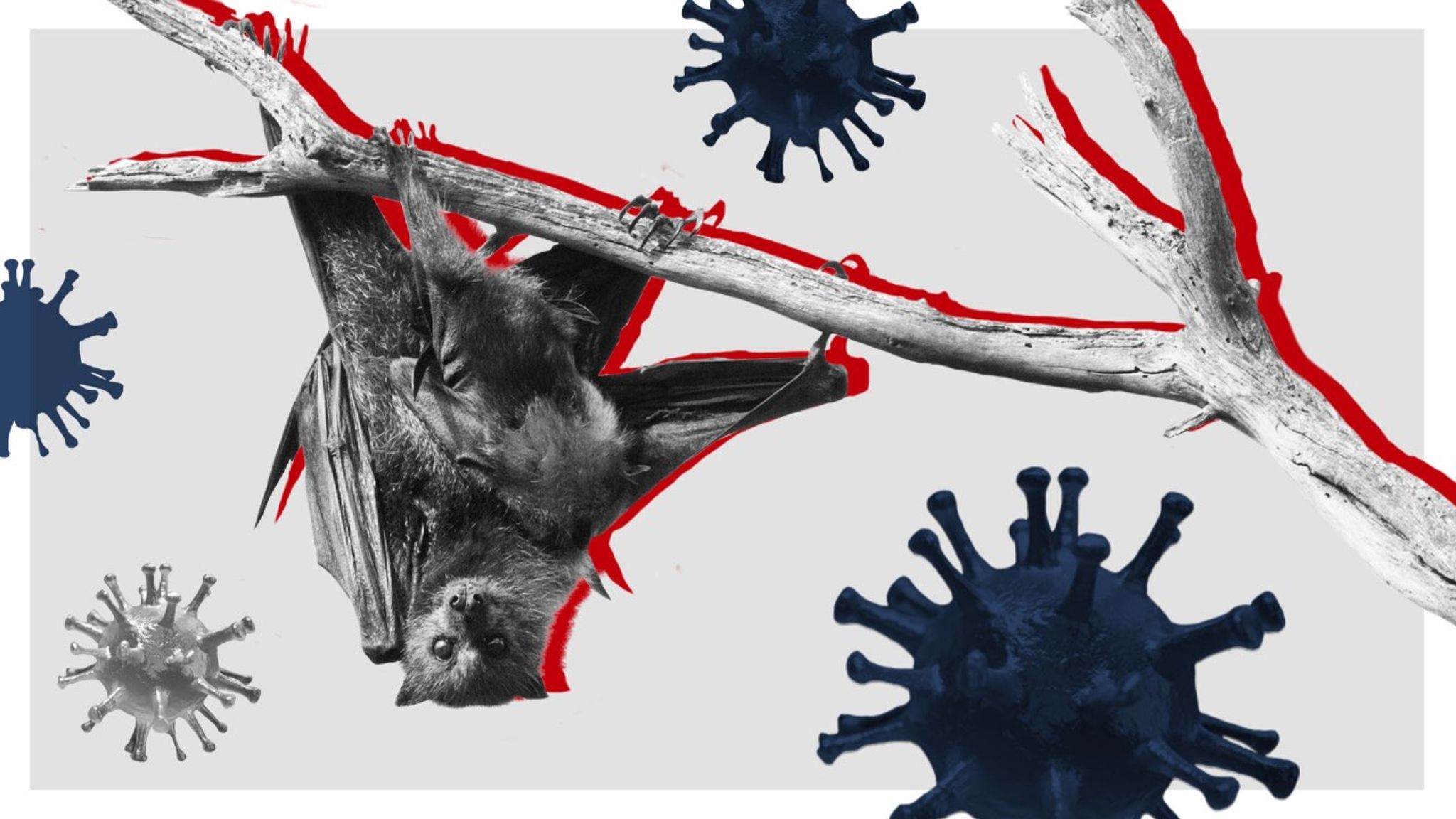  ΠΟΥ: Τα στοιχεία δείχνουν ότι ο ιός προήλθε από νυχτερίδες και όχι εργαστήριο