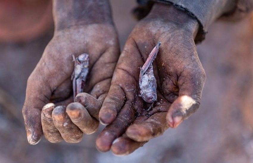  Μαδαγασκάρη | Ο πρώτος λιμός λόγω κλιματικής αλλαγής – Τρώνε ακρίδες